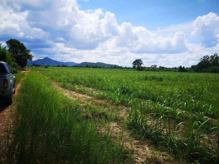 สตูดิโอ 0 ห้องน้ำ – บ้าน
 Thung Luang, Ratchaburi
 ที่ดิน 19 ไร่เศษ ติดถนนสองด้า…