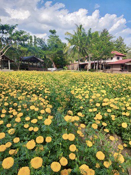 ที่ดิน พร้อม รีสอร์ต แม่ริม เชียงใหม่ บรรยากาศธรรมชาติ ติดภูเขา พื้นที่ 8-1-18.40 ไร่, เชียงใหม่