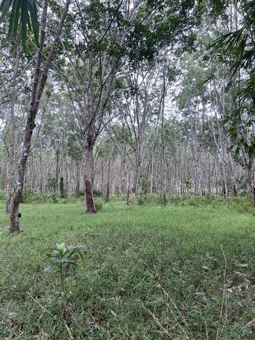293000pic1
