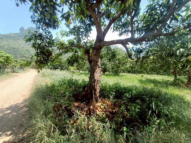 208650pic1 208650pic1