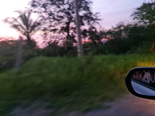294469pic1 294469pic1