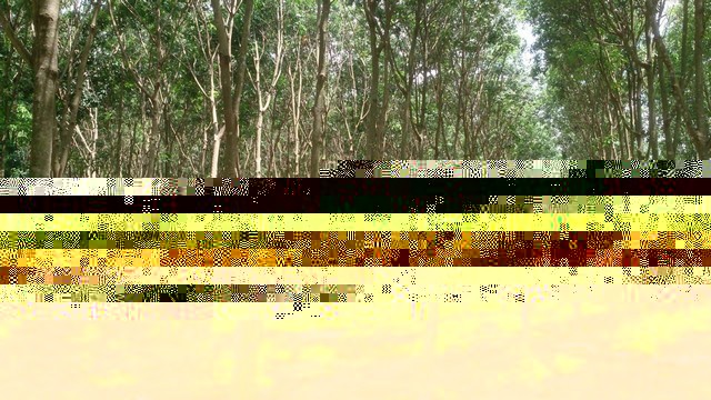 219005pic1