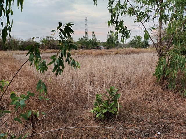 219906pic1